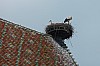 colmar 1 - (c) c tussing.jpg